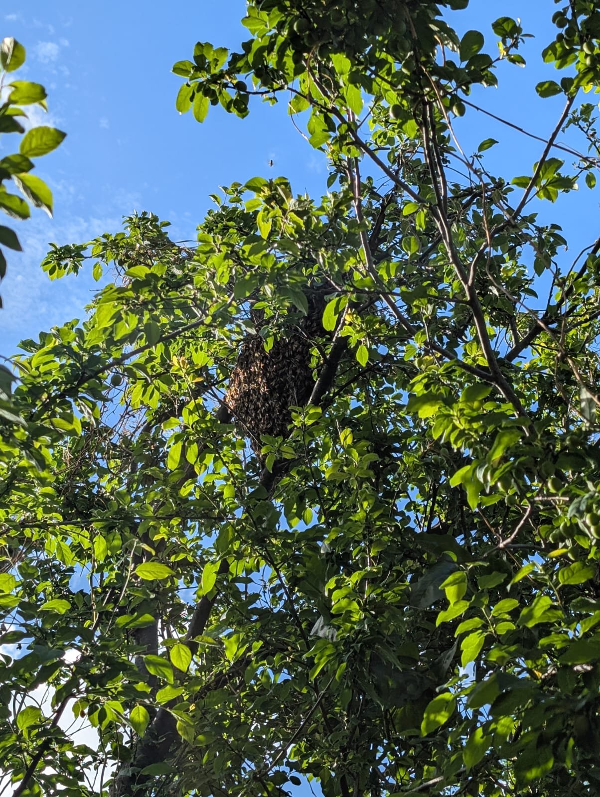 Swarm photo
